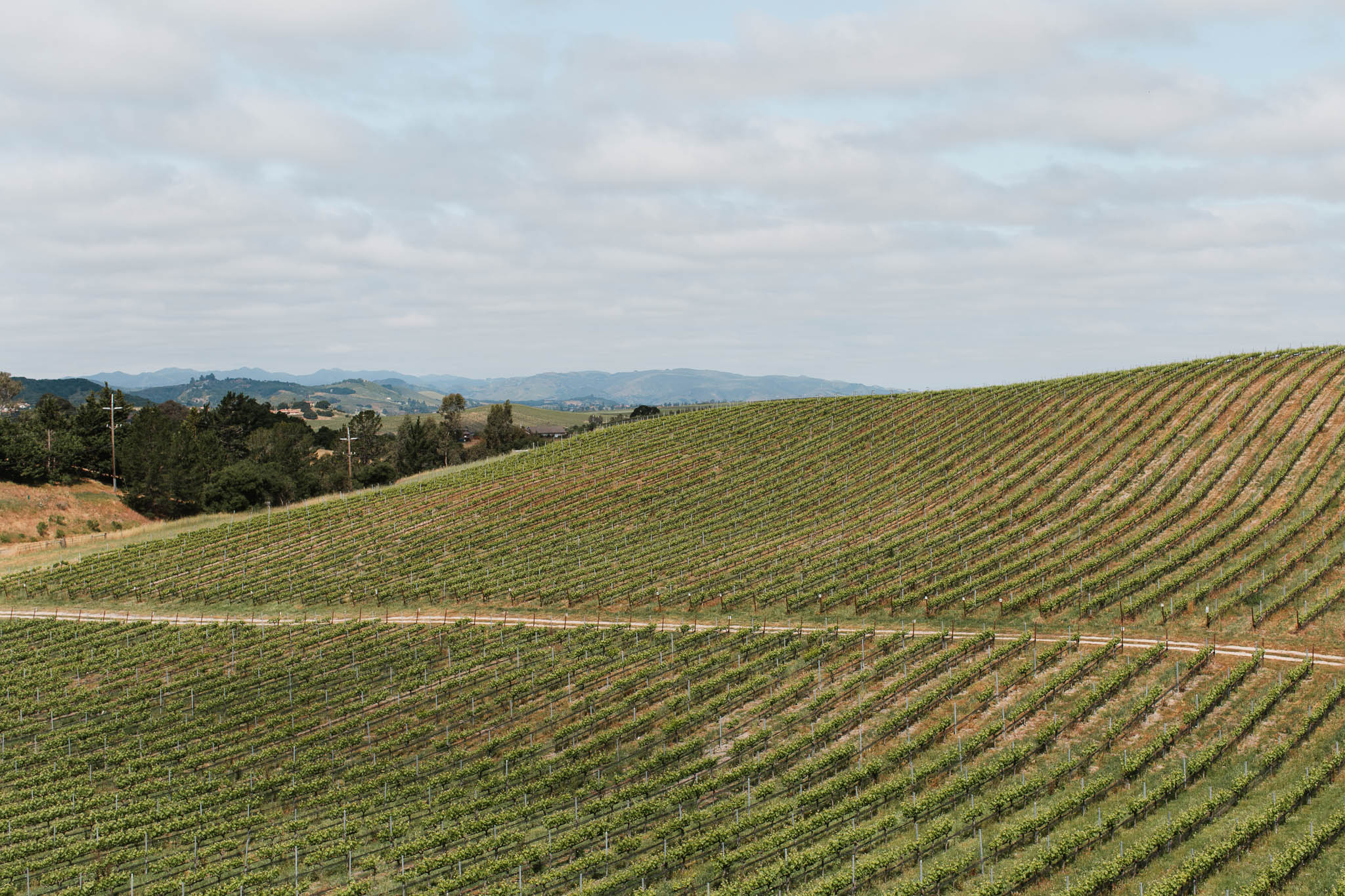 Springtime Vineyard Photography in California