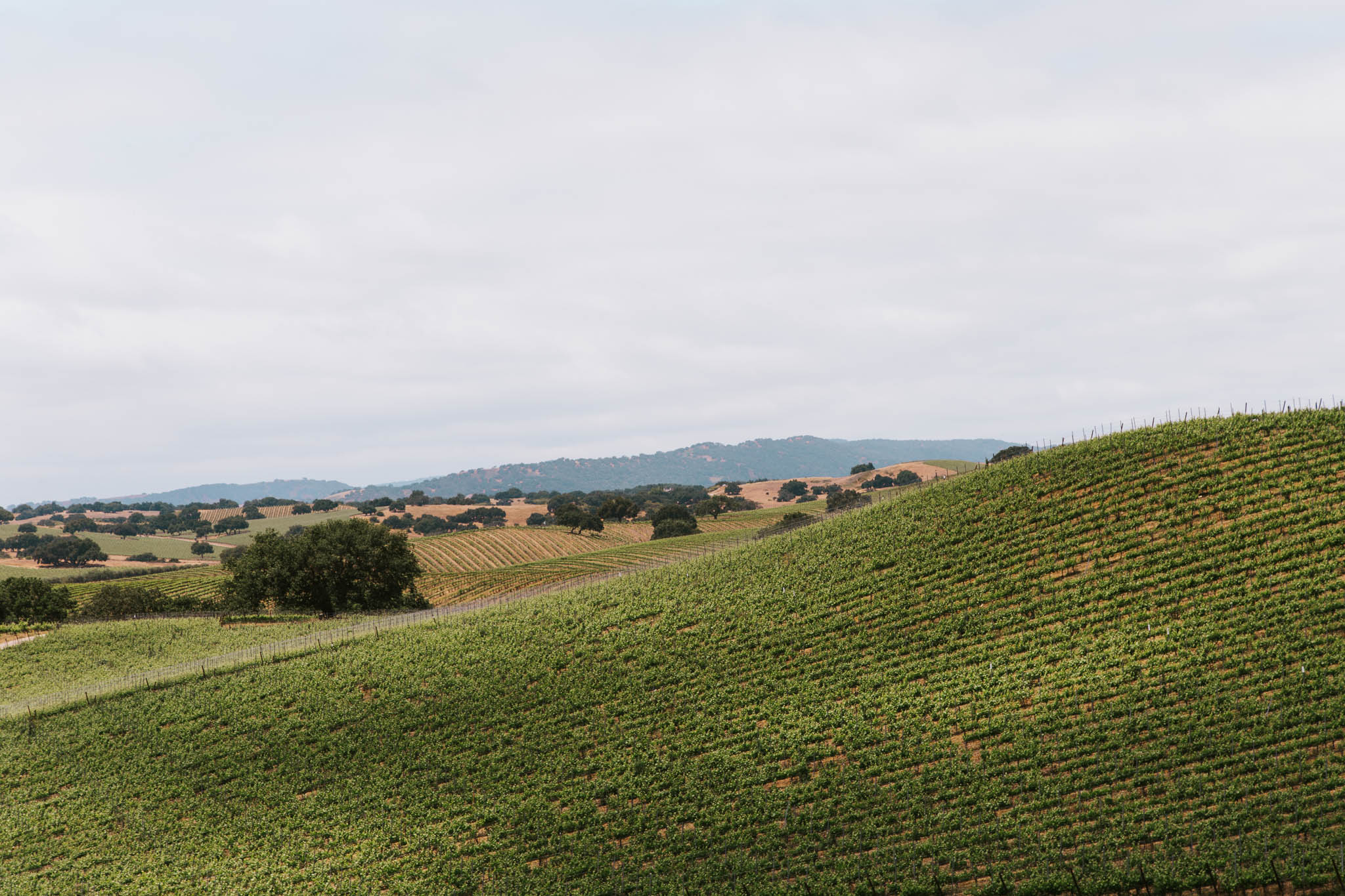 Hillside Vineyard Photography for Wineries in Santa Barbara County, California