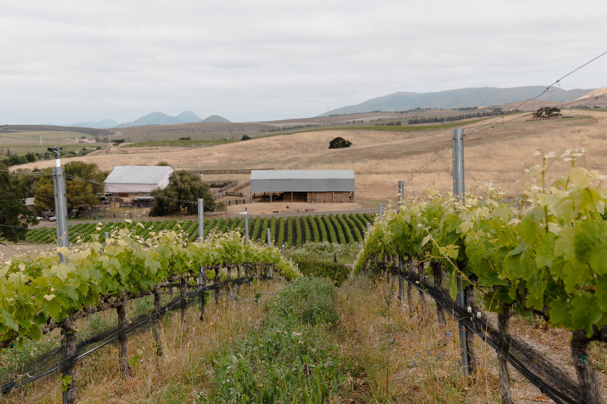 Photography of Cool Climate Morning in San Luis Obispo Wine Country Vineyards