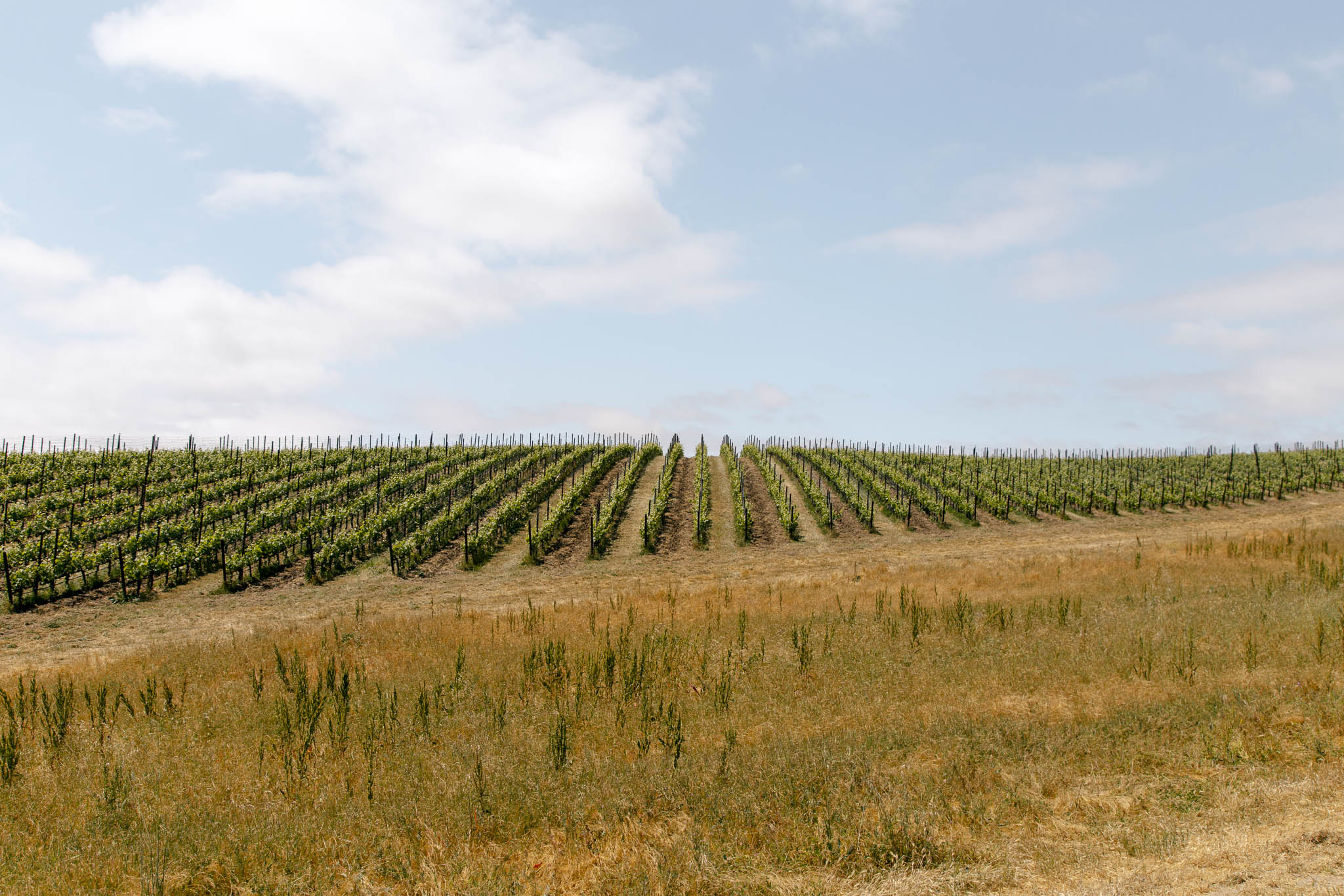 Central Coast California Vineyard Photography at Levo Wine Vineyard Site