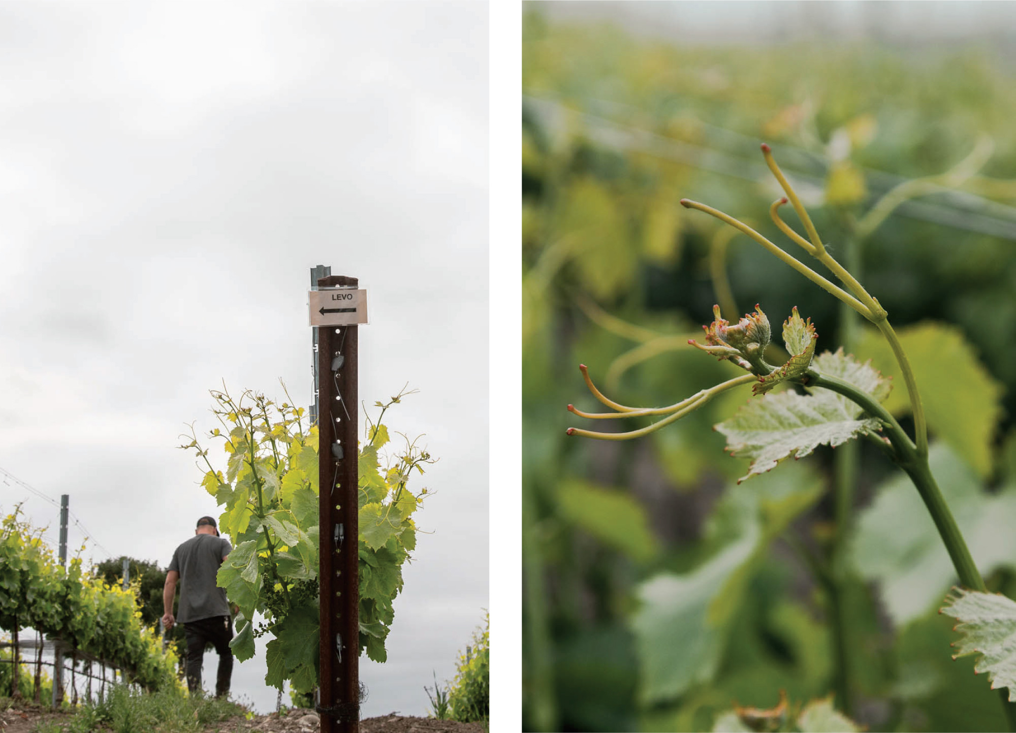 Vineyard Photography for Levo Wine in Santa Barbara County, California