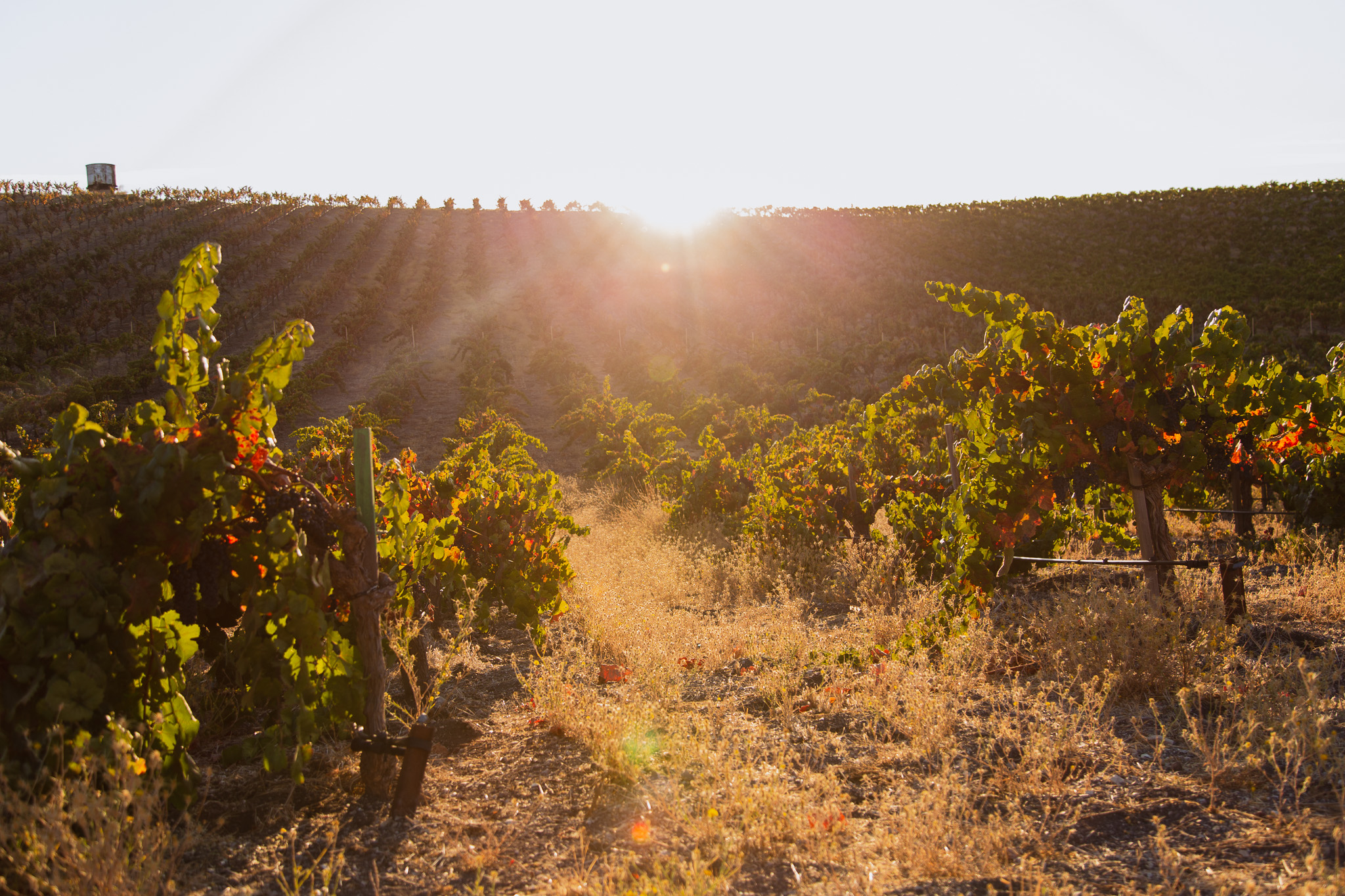 Seven Oxen Estate Wines Morning Pick at Estate Vineyards in Paso Robles, California