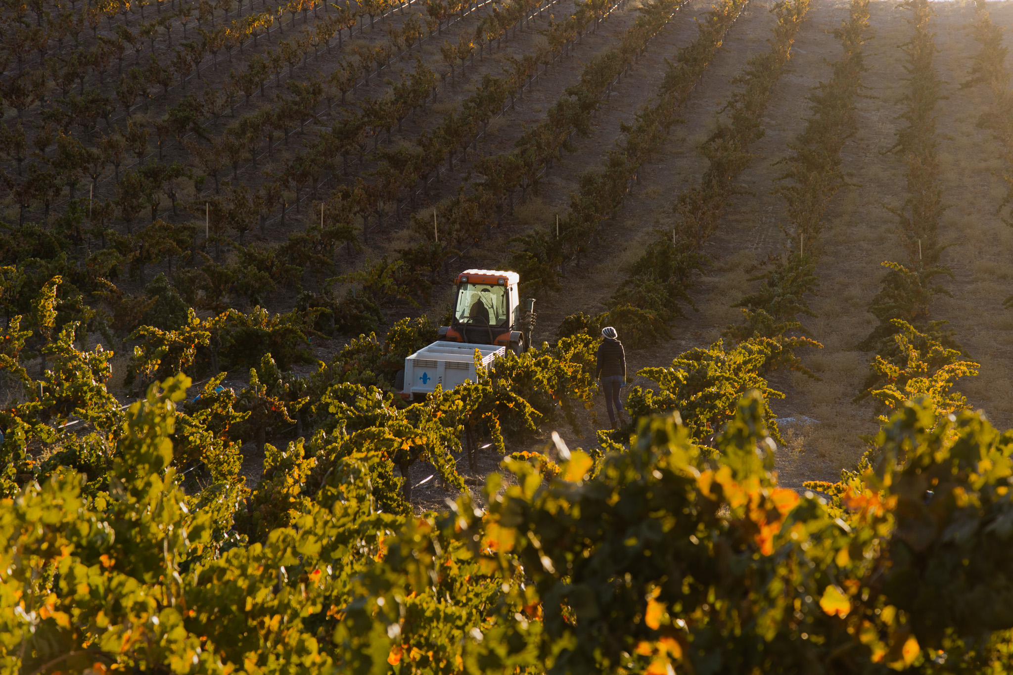 Wine Harvest Photography in Paso Robles, California by Amarie Design Co.